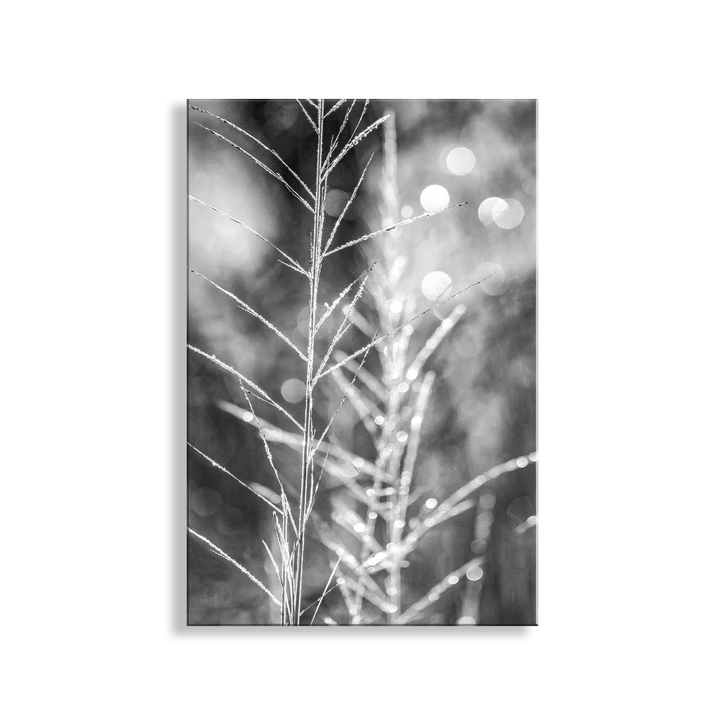 Black and white nature-themed wall art with blurred bokeh effect. Black and White Minimalist Nature Wall Print with Winter Frost