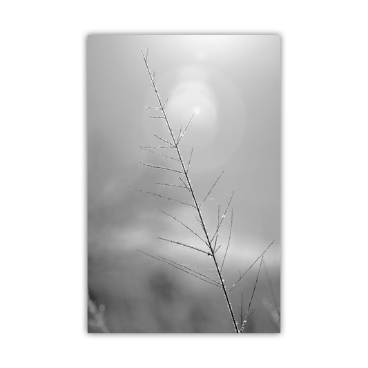 Black and white photo of a plant with a blurred background. Black and White Minimalist Nature Photography with Winter Frost. Elegant art.