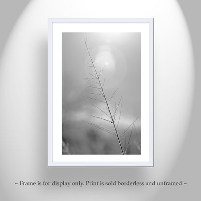 Winter Frost on Grass – Black & White Arizona Nature Print