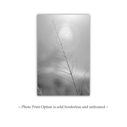 Winter Frost on Grass – Black & White Arizona Nature Print