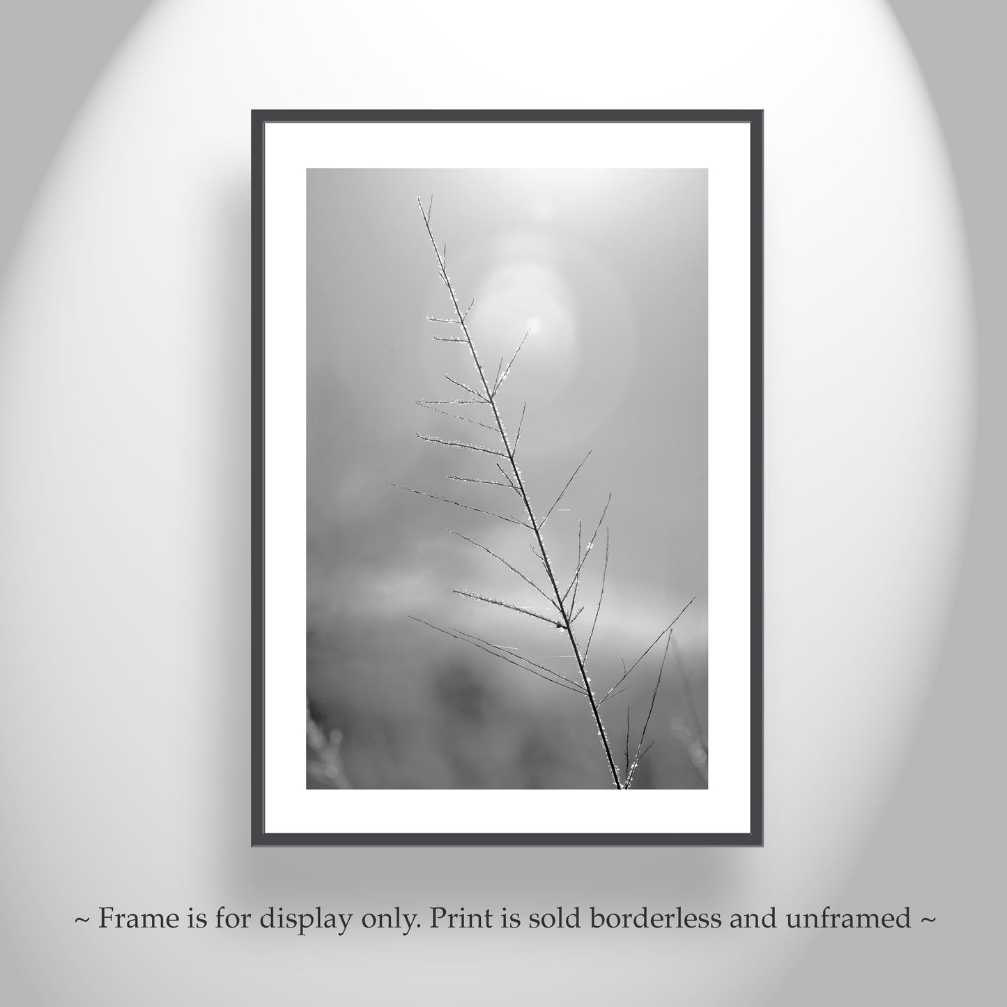 Winter Frost on Grass – Black & White Arizona Nature Print
