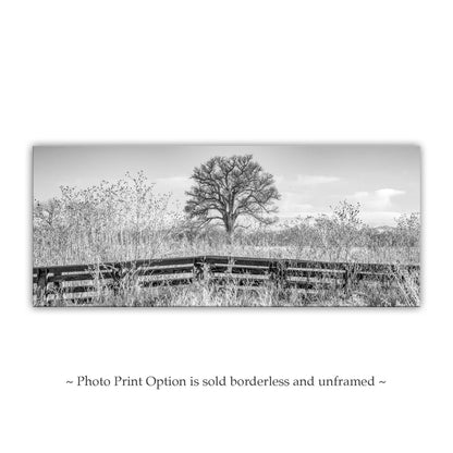 Cottonwood Tree Panoramic Art in Black & White with Winter Frost on Nature Trail