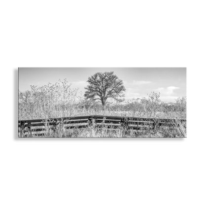 Cottonwood Tree Panoramic Art in Black & White with Winter Frost on Nature Trail