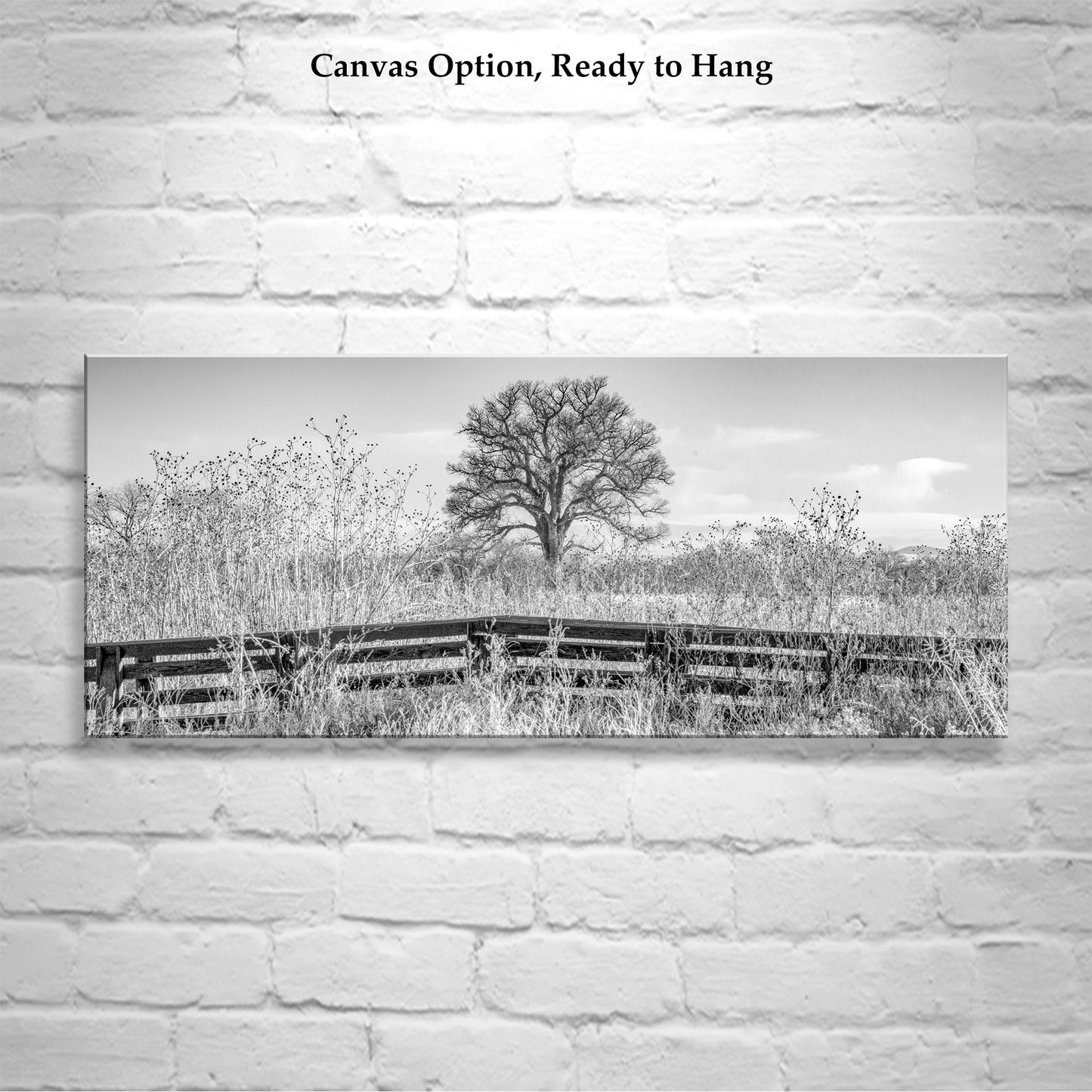 Cottonwood Tree Panoramic Art in Black & White with Winter Frost on Nature Trail