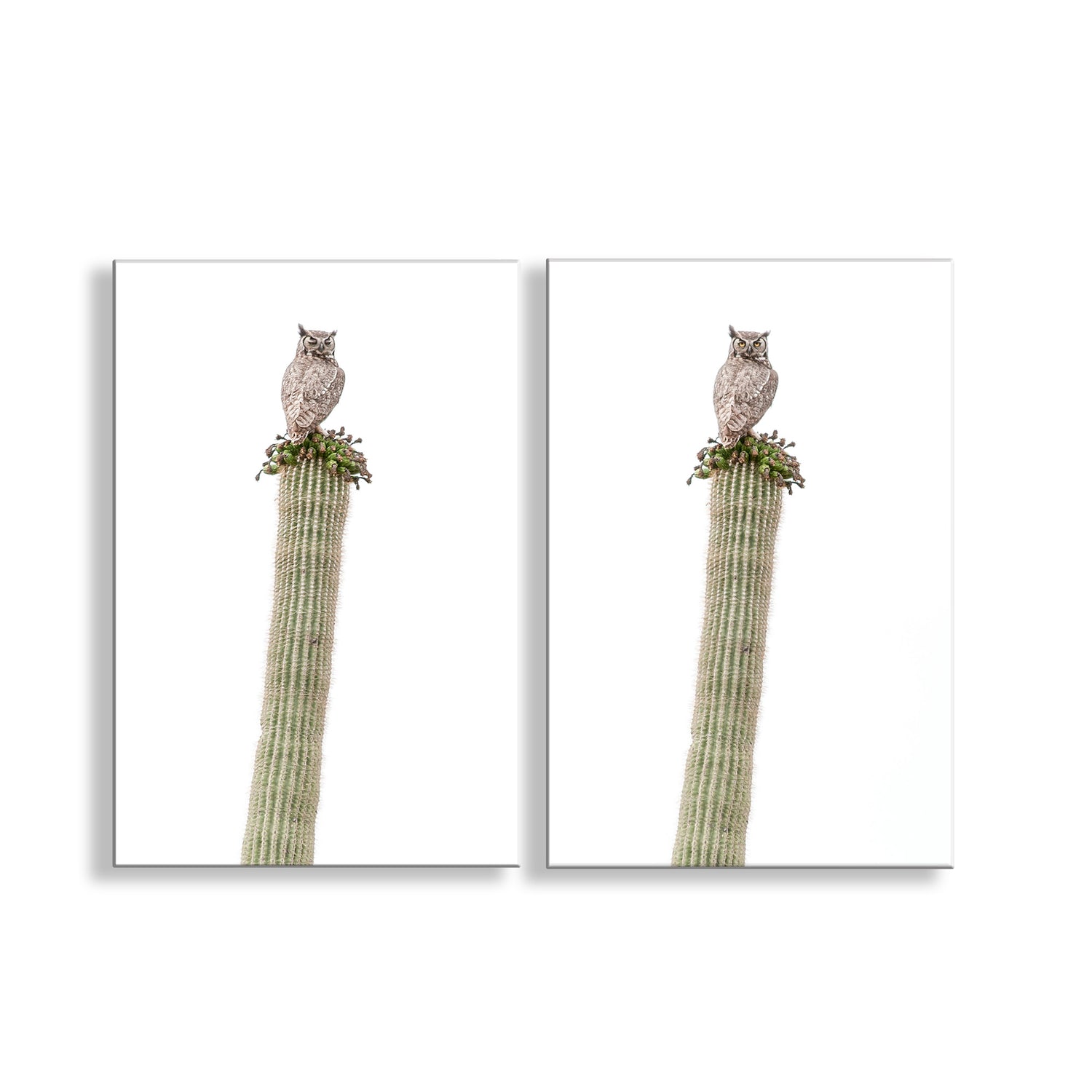 Two illustrations of an owl perched on a cactus plant with flowers against a white background. My owl bird art prints on a desert cactus - this is a Great Horned Owl who blinks! I captured these delightful images in the mighty Ironwood Forest National Monument near Tucson Arizona USA. These are 2 separate art prints at a discounted price! Original, unique signed art by Murray Bolesta.