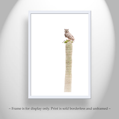 Owl Bird on Saguaro Cactus as Minimalist Desert Decor