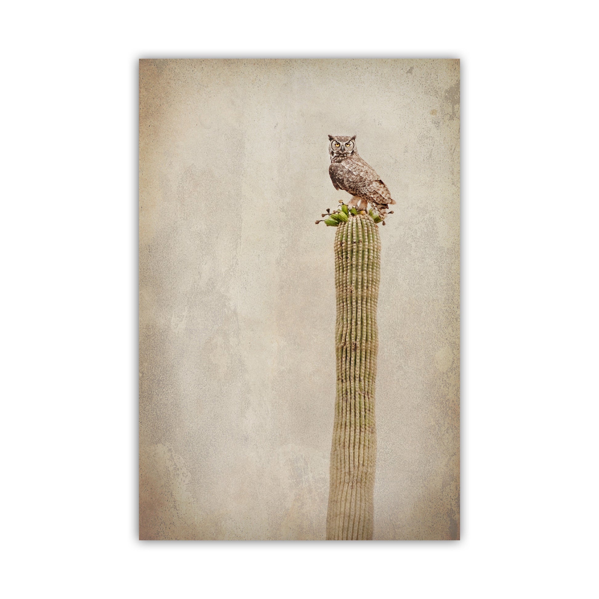 An owl perched on a tall cactus against a beige background.Vintage Desert Owl on Cactus - Great Horned Owl Sepia Wall Art