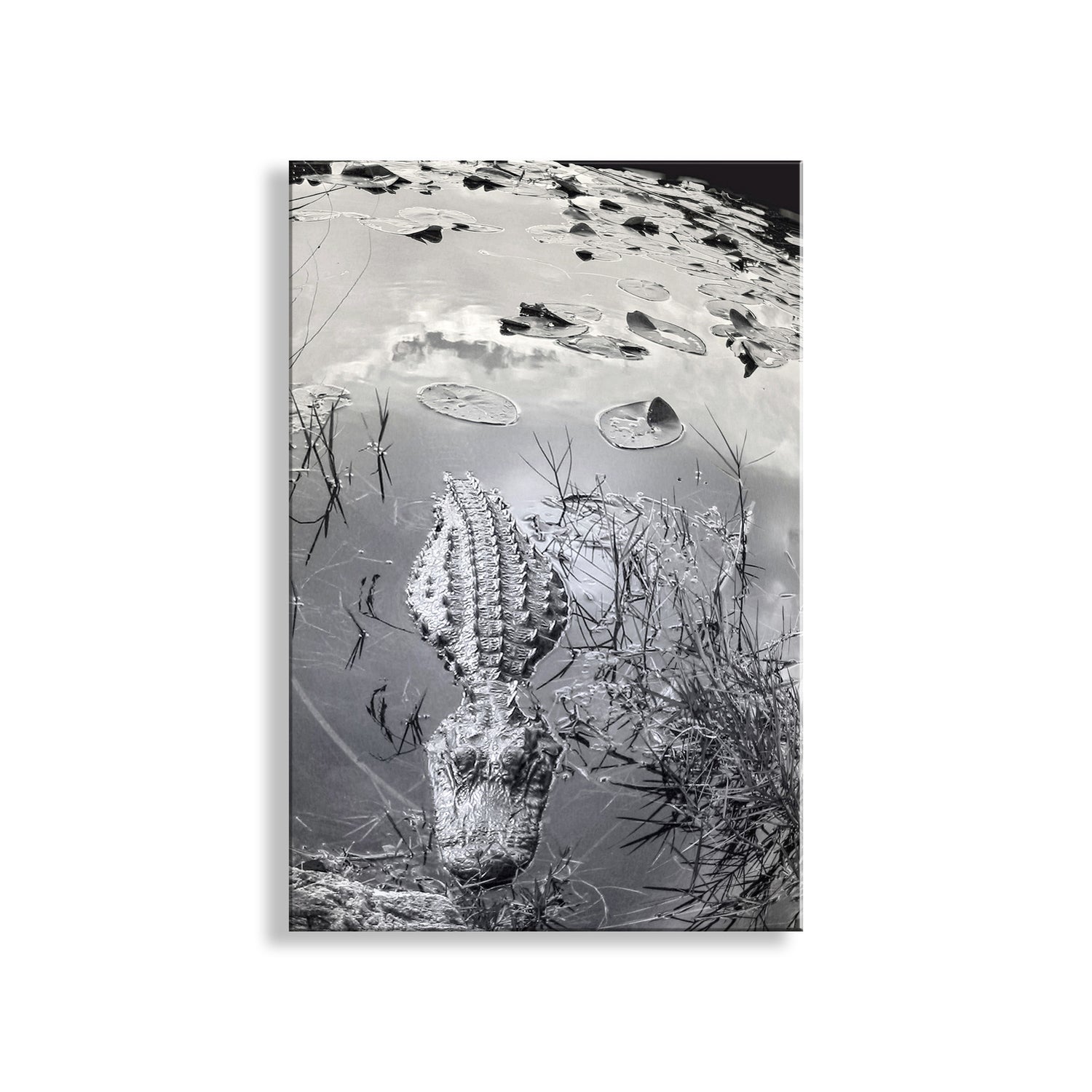 Black and white photo of an alligator partially submerged in water with lily pads. My beautiful black &amp; white wildlife art: a gator up close &amp; personal in the magnificent and severely threatened Everglades National Park! Original, unique signed art by Murray Bolesta!