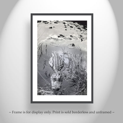 Everglades Alligator Picture in Black and White as Florida Wildlife Photography