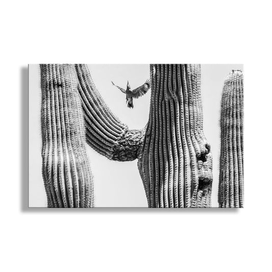 Arizona Woodpecker Bird Art Print with Desert Cactus in Black and White