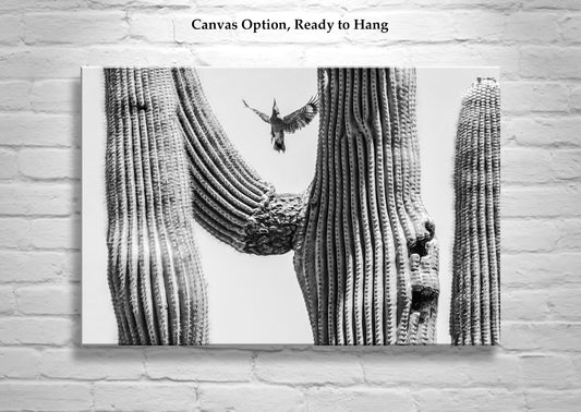 Arizona Woodpecker Bird Art Print with Desert Cactus in Black and White