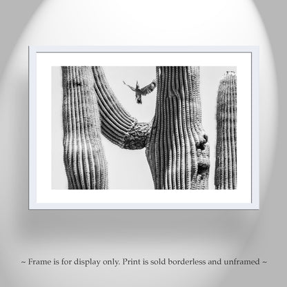 Arizona Woodpecker Bird Art Print with Desert Cactus in Black and White