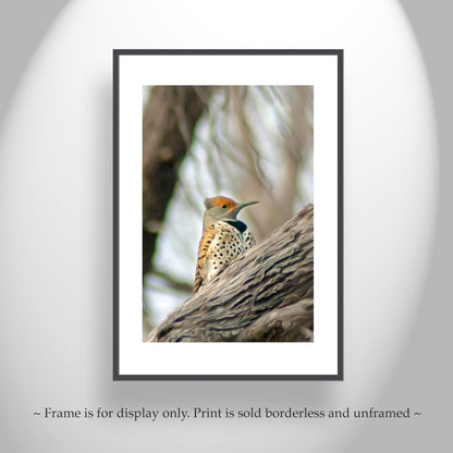 Flicker Bird Wall Art in Woodlands Avian Nature Art