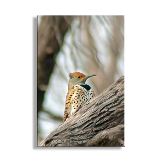 Flicker Bird Wall Art in Woodlands Avian Nature Art