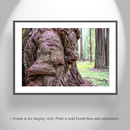 Redwood Burl Forest Photography Wall Art Print | Northern California