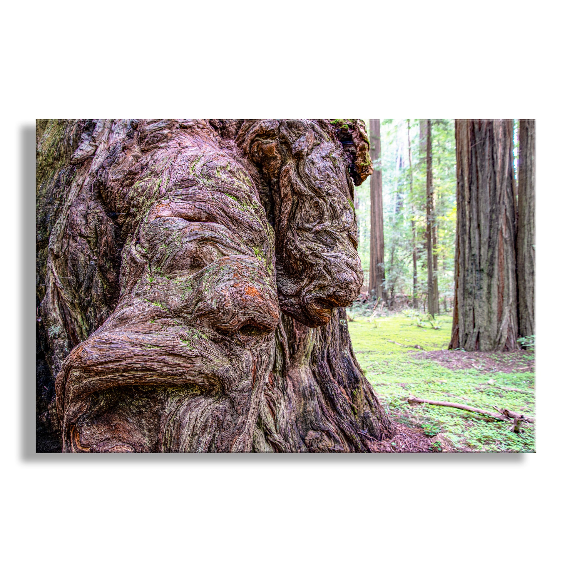 Close-up of a large tree stump with intricate textures in a forest setting. Unique redwoods art! My fabulous forest art to embellish your walls: here, mighty old growth redwood trees sprout bulging, whimsical burl. This is Redwood National Park California.&nbsp; Original, unique signed art by Murray Bolesta.