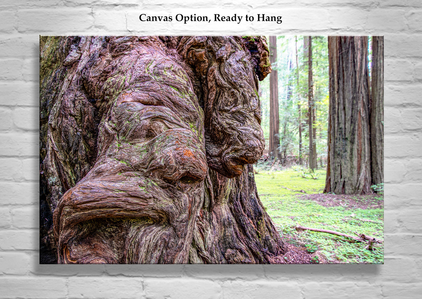 Redwood Burl Forest Photography Wall Art Print | Northern California