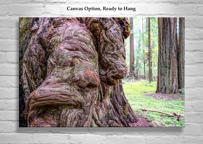 Redwood Burl Forest Photography Wall Art Print | Northern California