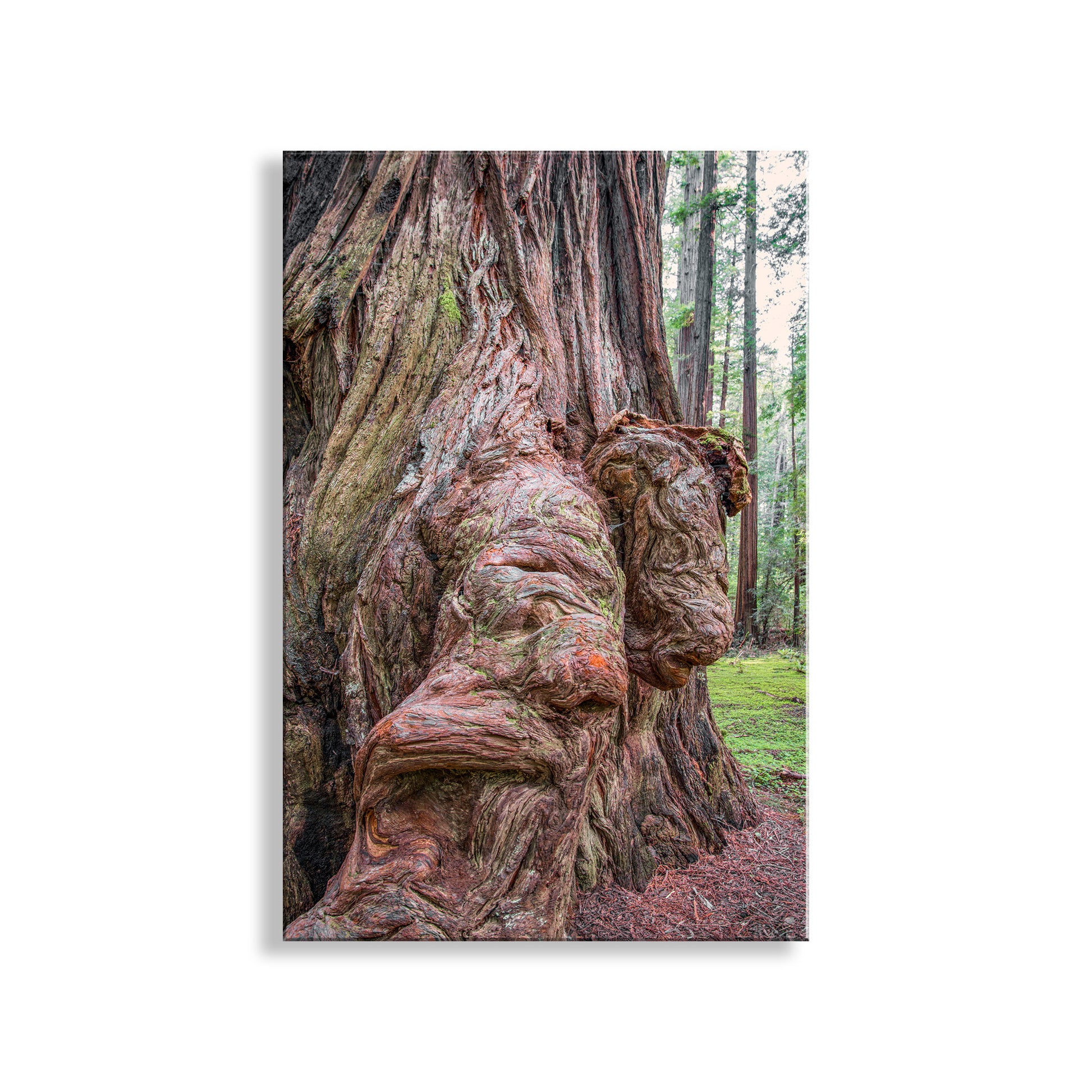 Close-up of a large tree with intricate bark texture in a forest setting.  My ravishing redwood forest art photo to embellish your walls! ! Here, mighty old growth redwood trees sprout precious, whimsical burl. This is Redwood National Park California. Original, unique signed art by Murray Bolesta.