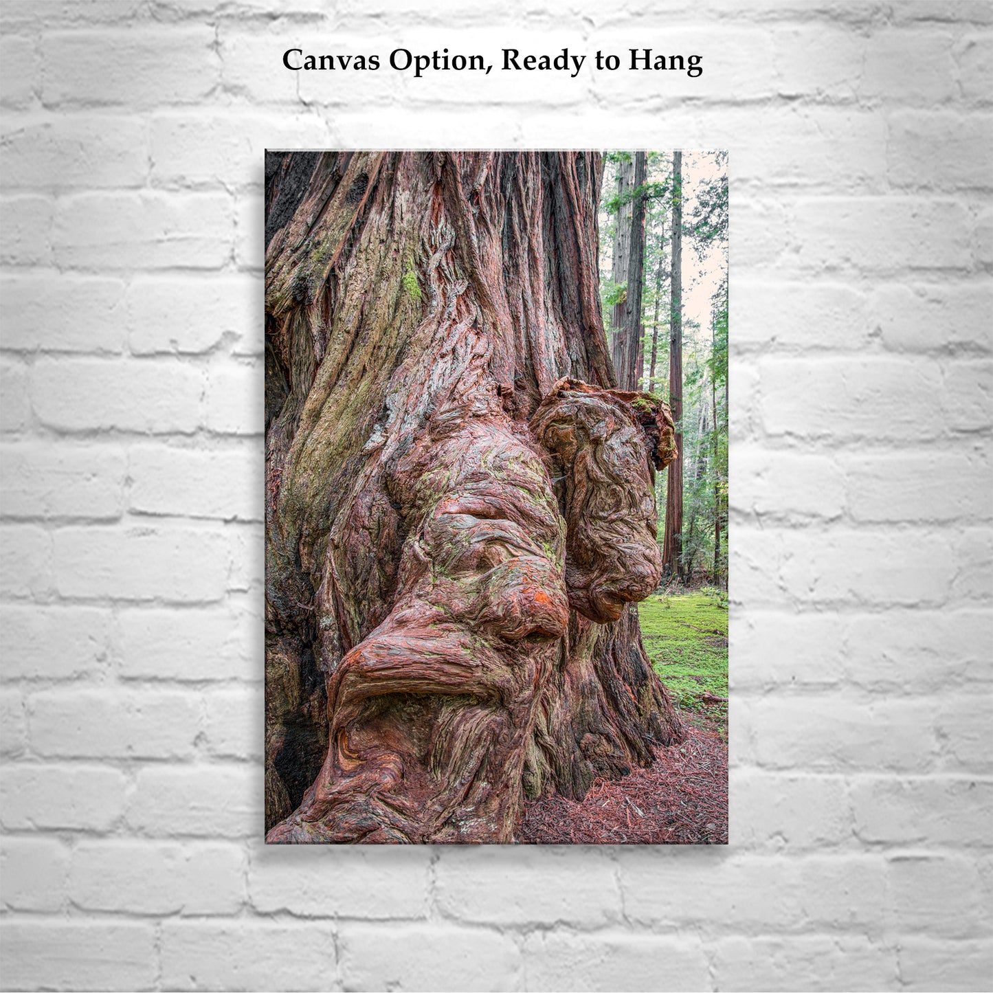 Redwood Forest Art Print in Northern California as Gift for Nature Lover