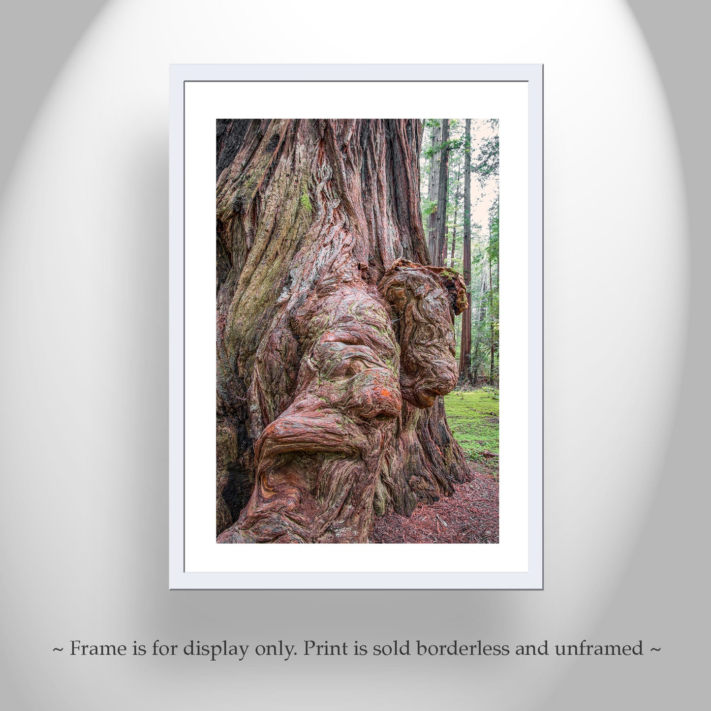 Redwood Forest Art Print in Northern California as Gift for Nature Lover
