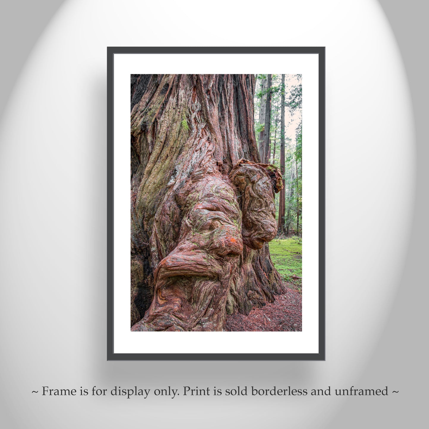 Redwood Forest Art Print in Northern California as Gift for Nature Lover