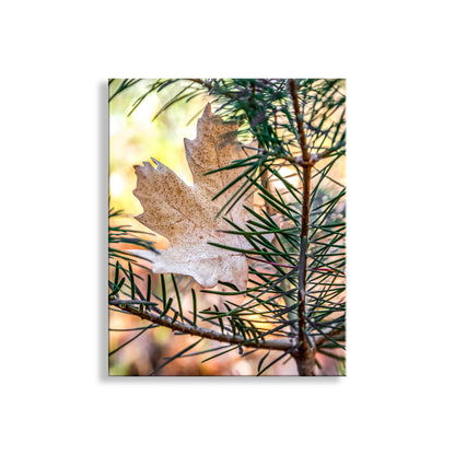 Dry leaf on a branch with a blurred natural background. Autumn Leaf and Evergreen Forest Nature Photography in Arizona Mountains