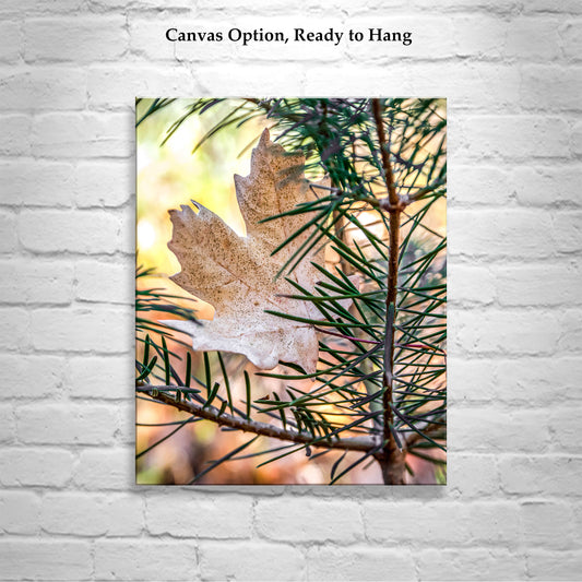 Autumn Leaf & Evergreen Forest Arizona Mountains Fine Art Print