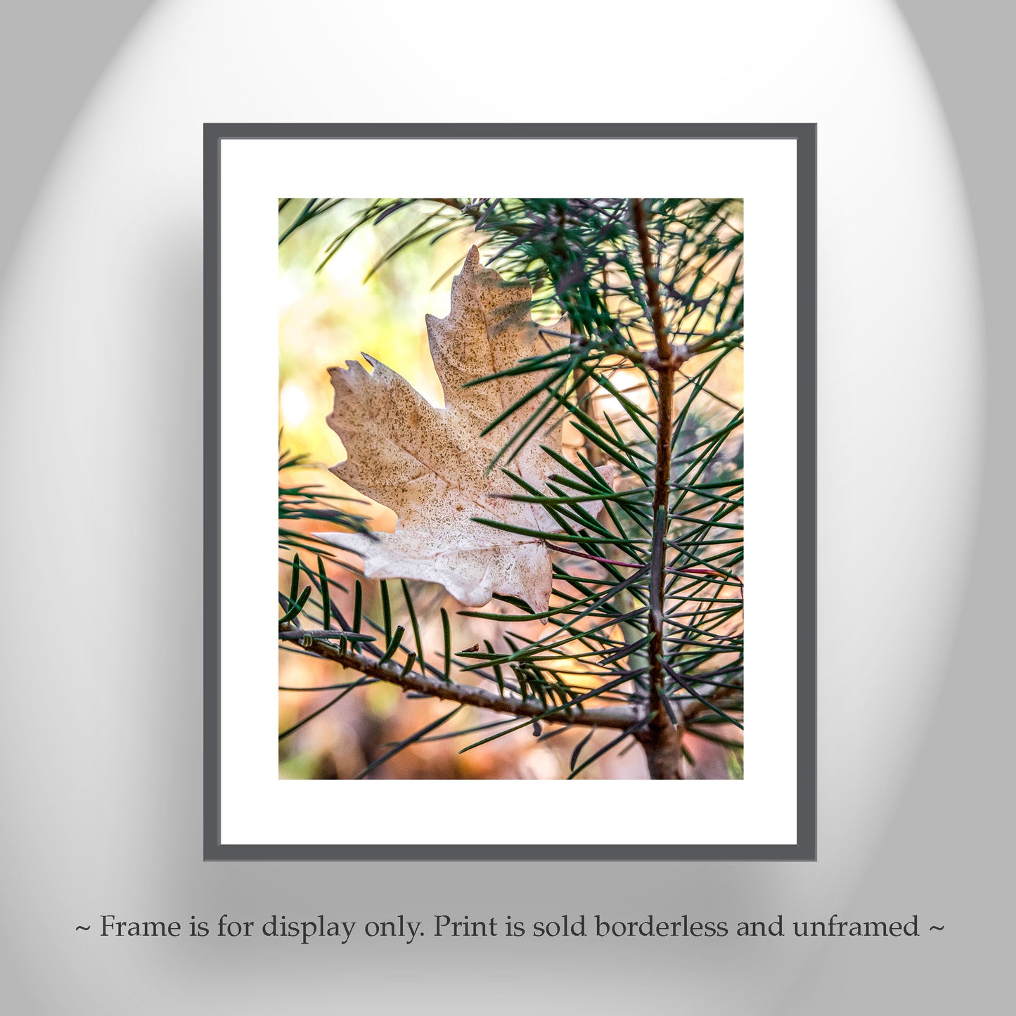 Autumn Leaf & Evergreen Forest Arizona Mountains Fine Art Print