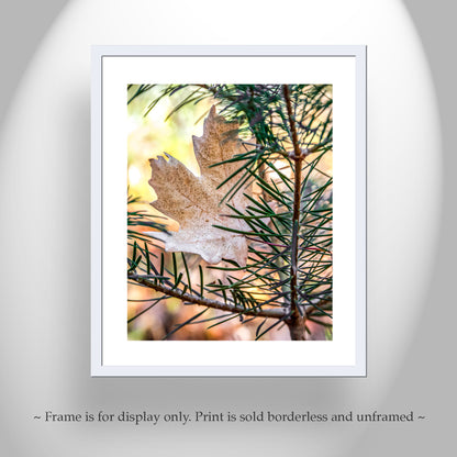 Autumn Leaf & Evergreen Forest Arizona Mountains Fine Art Print