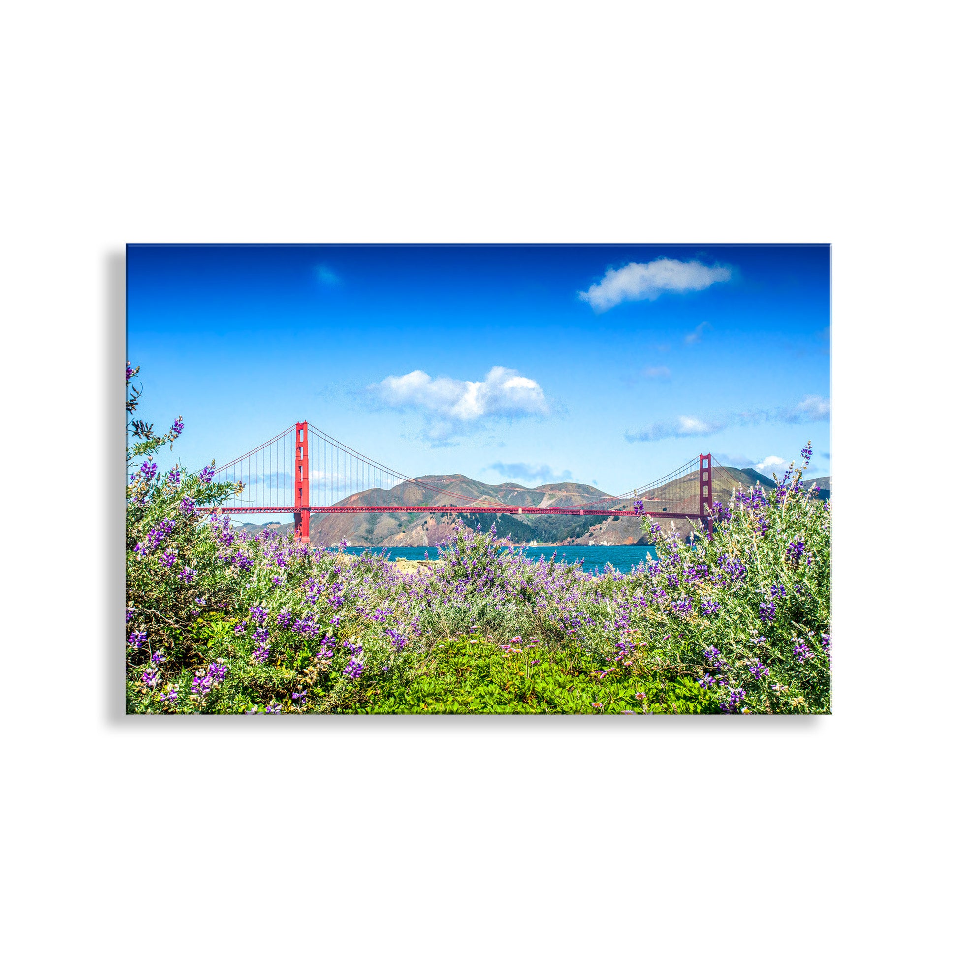 Golden Gate Bridge with purple flowers in the foreground against a blue sky.  My splendid San Francisco photograph at The Presidio National Park at Golden Gate! These wildflowers and sand dunes represent the original, natural landscape of a large portion of this entire peninsula, and therefore are a precious remnant. They are the result of decades-long efforts by conservationists obsessed with returning this tiny portion of the city to its original state! Btw, sand dunes are "rather unstable" and the reason