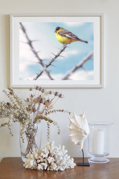 Goldfinch Bird Art with Desert Ocotillo as Western Bird Wall Decor