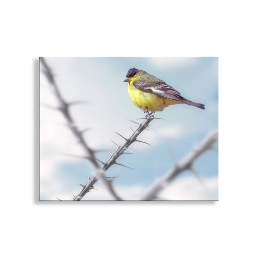 Goldfinch Bird Art with Desert Ocotillo as Western Bird Wall Decor