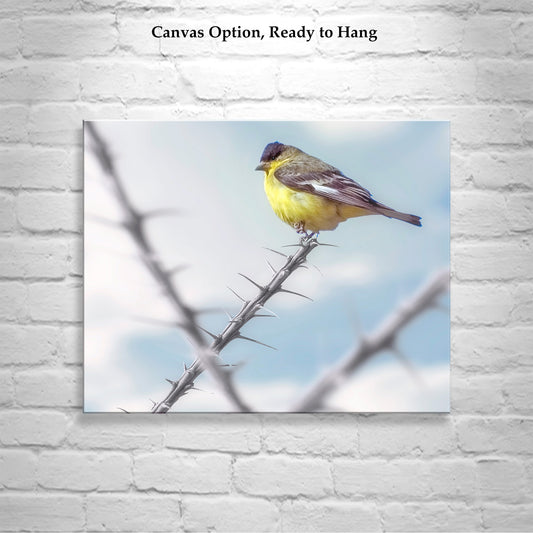 Goldfinch Bird Art with Desert Ocotillo as Western Bird Wall Decor