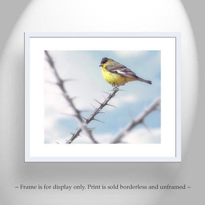 Goldfinch Bird Art with Desert Ocotillo as Western Bird Wall Decor