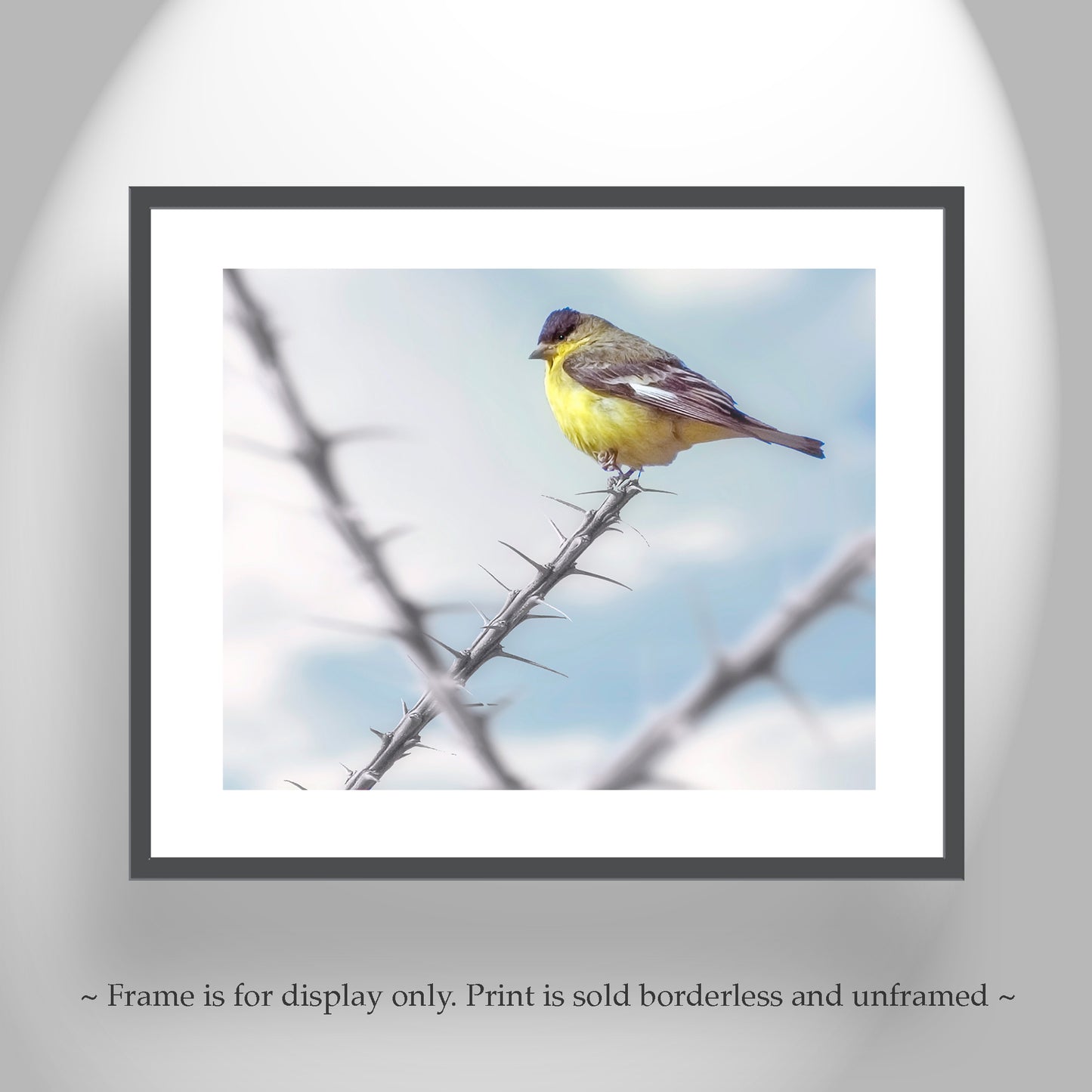 Goldfinch Bird Art with Desert Ocotillo as Western Bird Wall Decor