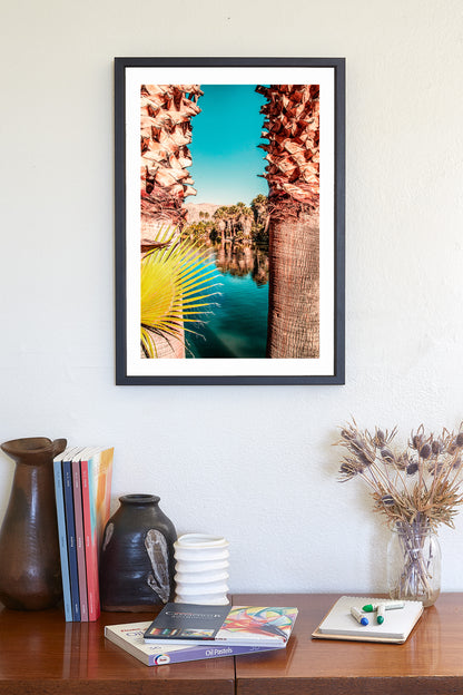 Tucson Arizona Desert Oasis Photograph at Agua Caliente Park