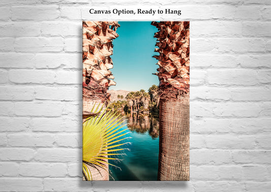 Tucson Arizona Desert Oasis Photograph at Agua Caliente Park