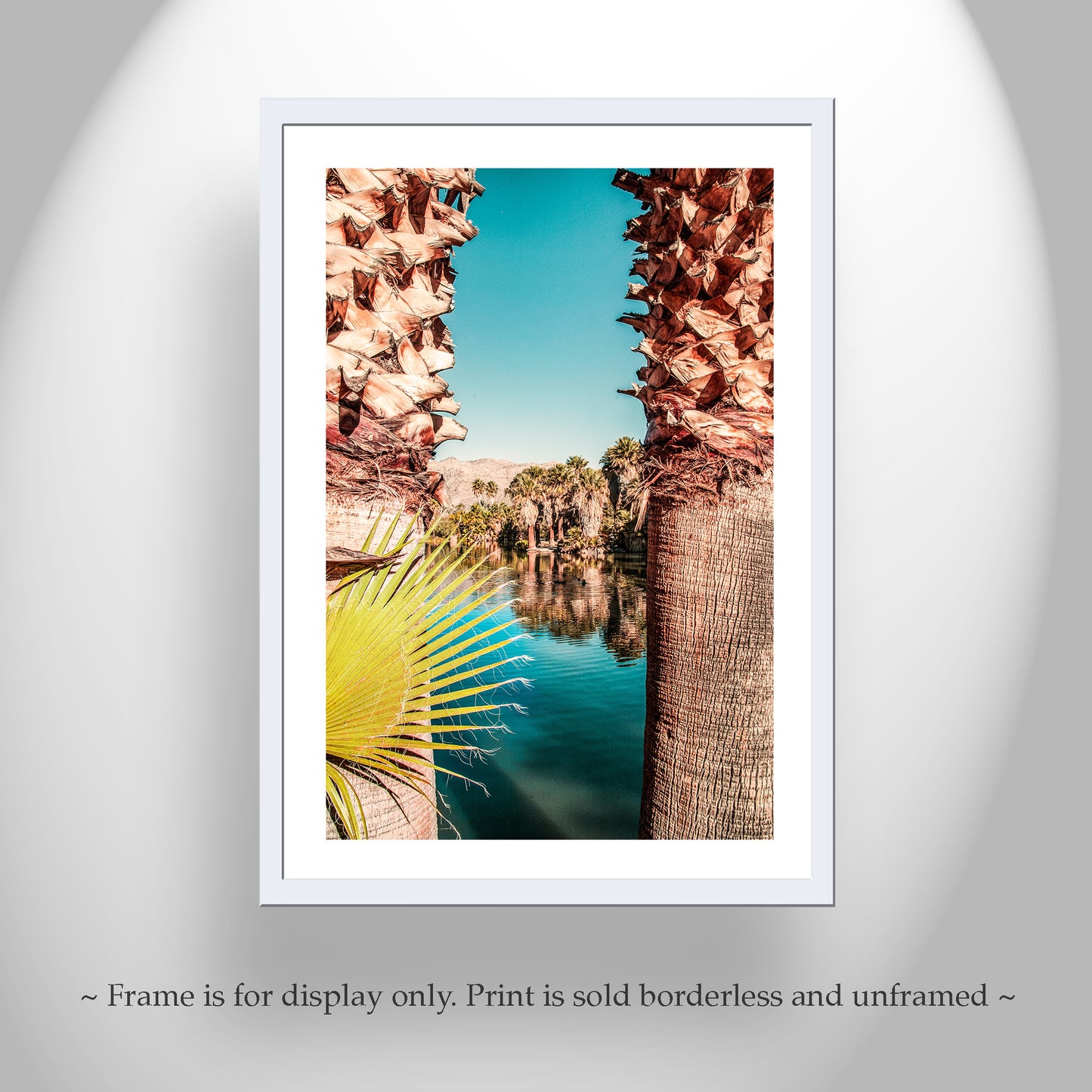 Tucson Arizona Desert Oasis Photograph at Agua Caliente Park