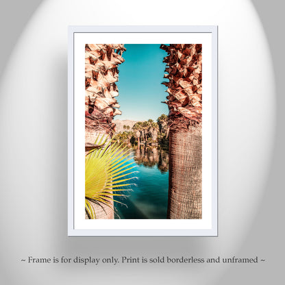 Tucson Arizona Desert Oasis Photograph at Agua Caliente Park