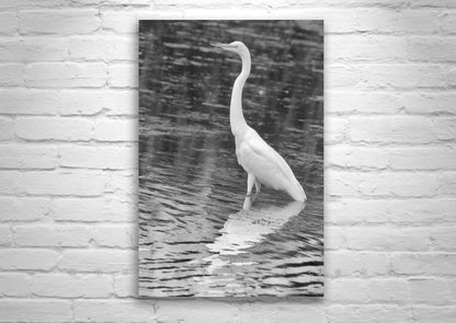 White Egret Bird Print in Black and White | Arizona Wetlands Avian Artwork
