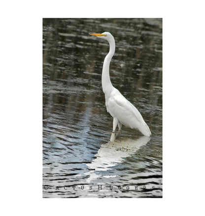 White Egret Bird Print in Black and White | Arizona Wetlands Avian Artwork