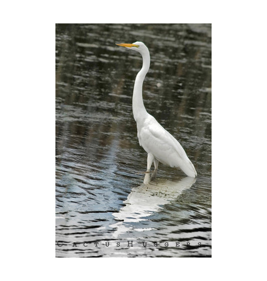 White Egret Bird Print in Black and White | Arizona Wetlands Avian Artwork