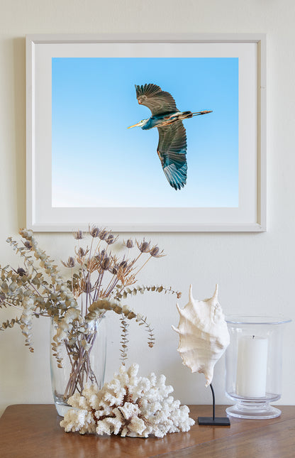 Blue Heron Flying Bird Photo Art Print as Minimalist Wildlife Decor