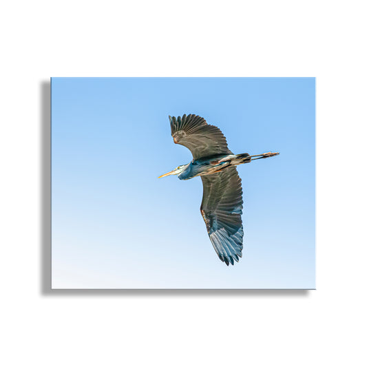 Blue Heron Flying Bird Photo Art Print as Minimalist Wildlife Decor