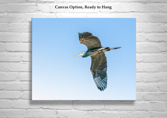 Blue Heron Flying Bird Photo Art Print as Minimalist Wildlife Decor