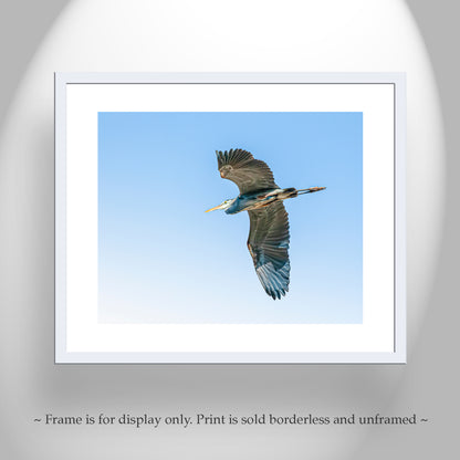 Blue Heron Flying Bird Photo Art Print as Minimalist Wildlife Decor