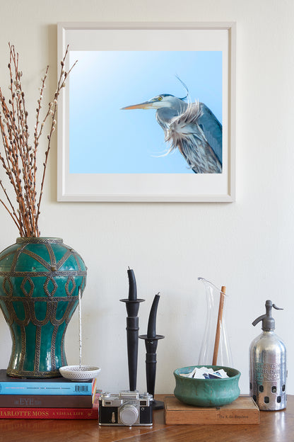 Blue Heron Bird Photography as Avian Artwork | San Francisco Bay Birds