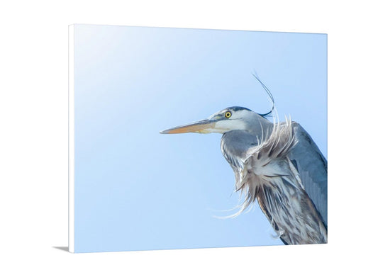 Blue Heron Bird Photography as Avian Artwork | San Francisco Bay Birds