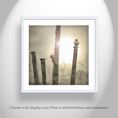 Great Horned Owl Art Print with Sonoran Desert Saguaro Cactus Sunset | Tucson Arizona Ironwood Forest Landscape Photo